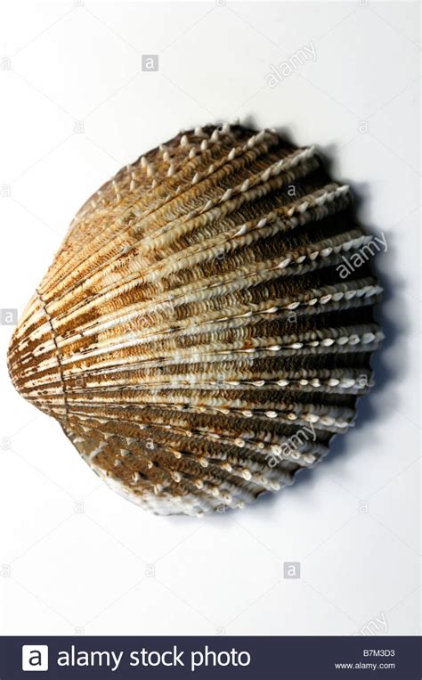 One Single Scallop Shells Seashell White Background Cutout Detail