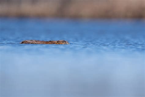Muskrat Backcountry Gallery Photography Forums
