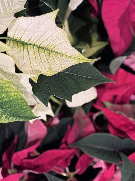 Southern - 🌿 Why mulch matters more than you think! 🌱 Mulch does more