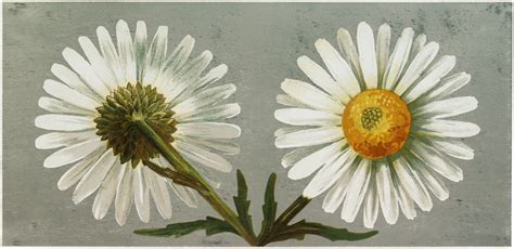 Free Vintage Daisy Download The Graphics Fairy