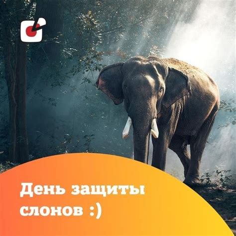 Плакаты Всемирный день слонов (51 фото)