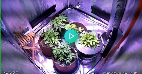 Timelapse Of My Last Grow Kinda Album On Imgur