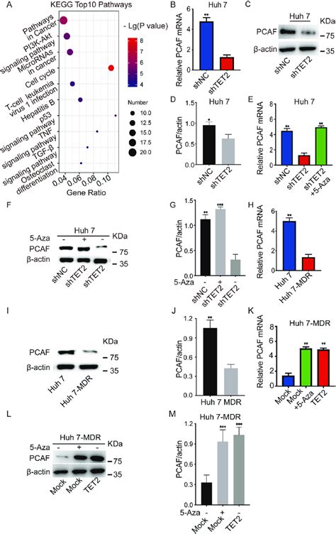 Tet2 Regulates Pcaf Expression In Hcc Cells A Top 10 Signaling Download Scientific Diagram