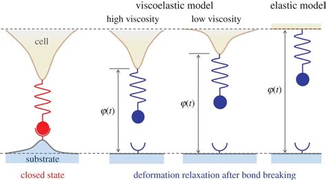 A Viscoelasticstochastic Model Of The Effects Of Cytoskeleton