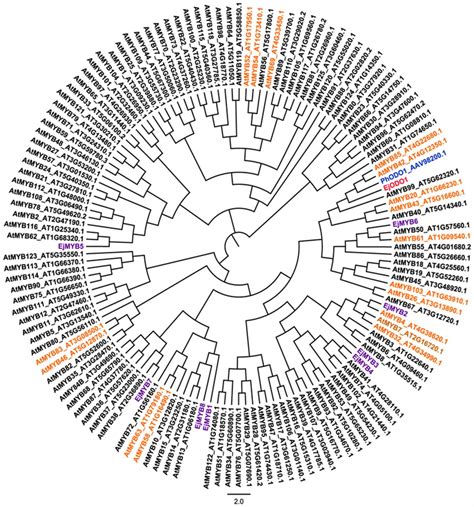 Phylogenetic Analysis Of EjODO1 PhODO1 And R2R3 MYB Members From