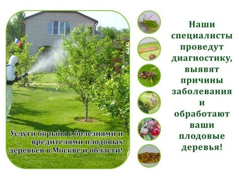 Обработка растений от болезней и вредителей