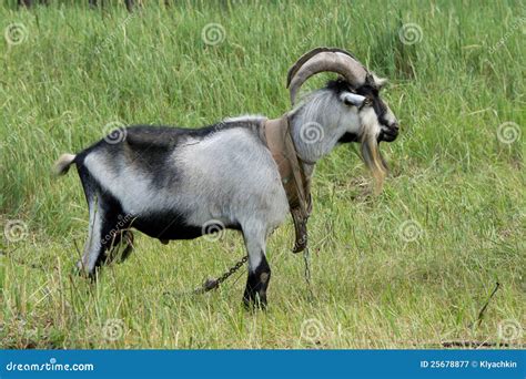 Domestic goat stock image. Image of breeding, hooves - 25678877