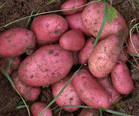 Buy potato - maincrop Scottish basic seed potato potato 'Sarpo Mira ...