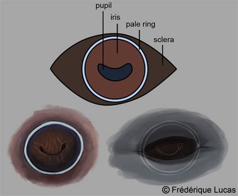 What color are orcas' eyes? – @namu-the-orca on Tumblr