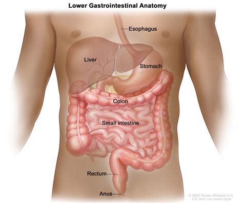 Colorectal Cancer Screening Nci