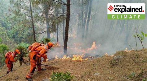 Explained Why Forest Fires Are Common In Himachal Pradesh Explained