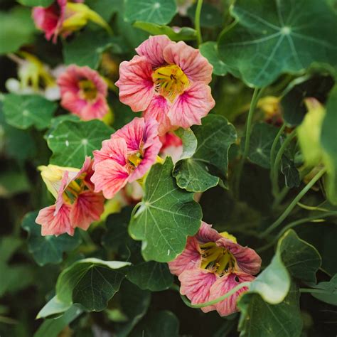 Nasturtium Ladybird | Free UK Delivery Over £50 – Gardeners Dream