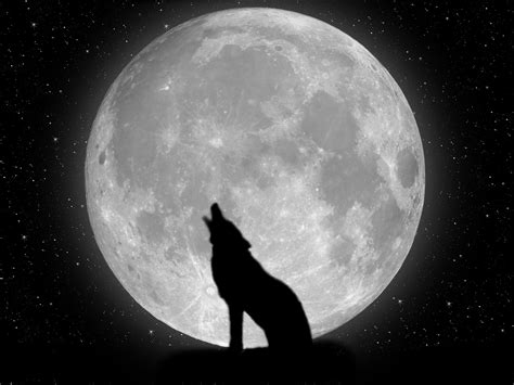 Coloriage Loup Pleine Lune à Imprimer