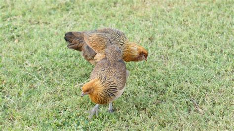 Then And Now Backyard Chickens