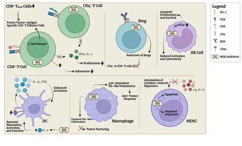 Frontiers Onco Immunomodulatory Properties Of Pharmacological