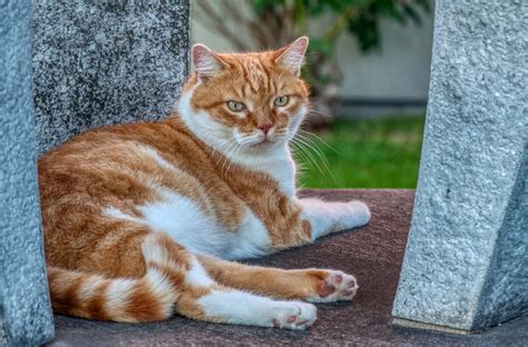 Cat Piebald Red Free Photo On Pixabay