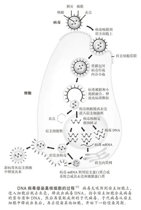 病毒与人类爱恨交织的协同进化关系