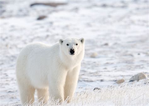 Polar bear watching in Canada | Audley Travel UK