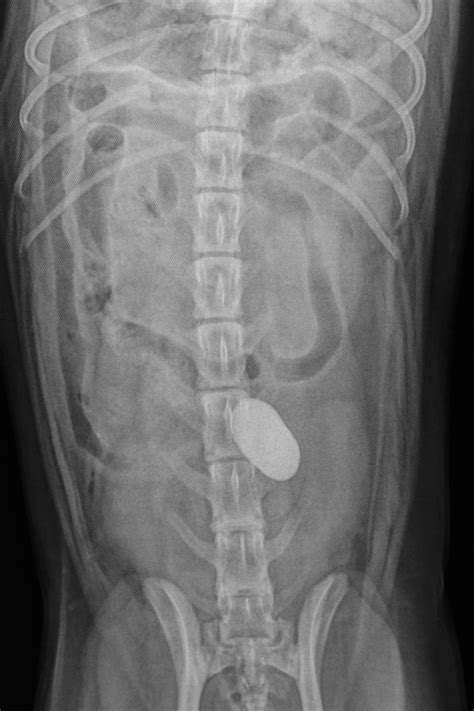 Dog Intestinal Blockage X Ray at Hudson Facy blog