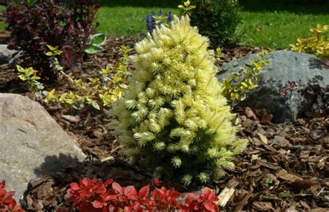 Ель канадская Дейзи Вайт (сизая Daisy's White): в ландшафтном дизайне ...