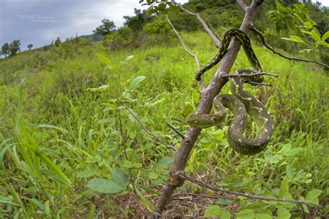 Atheris Rungweensis Mt Rungwe Bush Viper Matthieu Berr Flickr