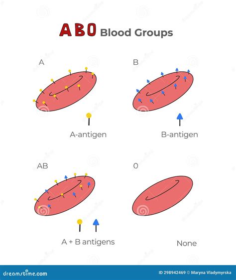 Blood Groups Blood Types Antigens And Antibodies Explanation In A