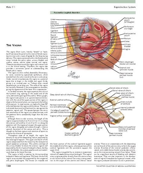 Vagina piso pélvico Netter Plate Reproductive System T HE VAGINA The vagina from Latin