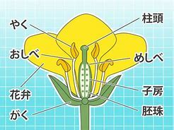 理科一年 植物 - 中学生のブログ