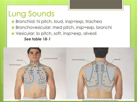 PPT - Respiratory Assessment NURS 113 PowerPoint Presentation - ID:2159691