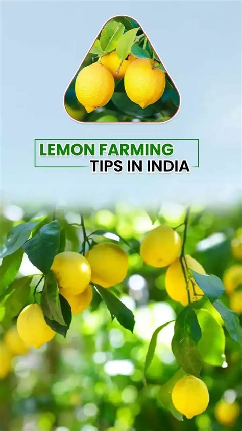 Lemon Farming Tips In India Benefits Of Lemon