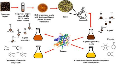 Isolation And Test Of Novel Yeast Strains With Lignin Usage Capability