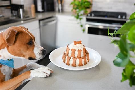 How To Make Your Dog Birthday Cake The Native Pet