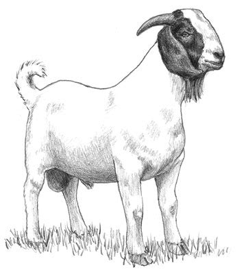 Boer Goat Drawing at PaintingValley.com | Explore collection of Boer ...