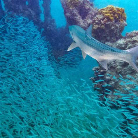 Snorkeling & Diving in Dry Tortugas - Florida National Parks Association