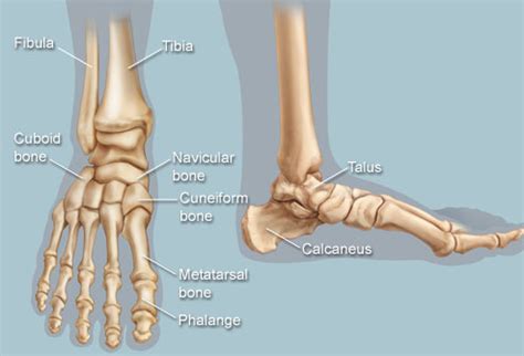 foot  ankle structure  function physiopedia