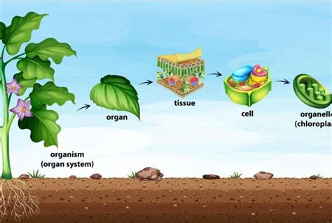 Mengenal Organ Organ Utama Pada Tumbuhan Akar Hingga Buah Kids