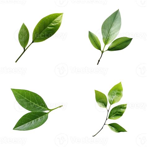 Top View Tropical Green Leaves Collection On Transparent Background