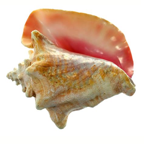 6 Pack U S Shell Large Conch Shell Michaels