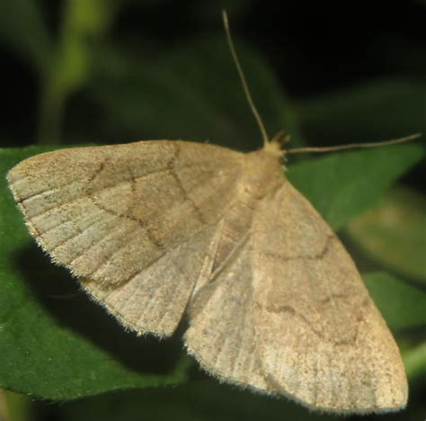 Unknown Moth Zanclognatha Bugguide Net