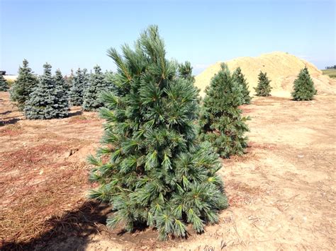 Tree Care | Belle Verde Farms