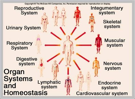 Organ system pictures - Graph Diagram