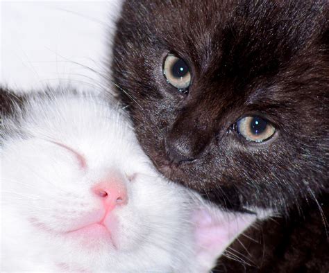 Cute White Cats And Kittens Cat Kitten White Pet Animal Cute Feline