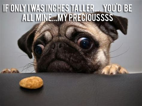 Funny Pug Quotes And Sayings Quotesgram