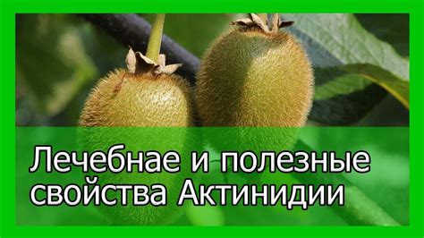 Лечебнае и полезные свойства Актинидии - YouTube