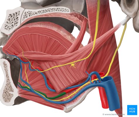 Sublingual Gland - Anatomy and Pathology | Kenhub