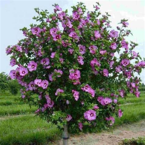 hibiscus syriacus arbol -Big shrub | Hibiscus tree, Hibiscus plant, Plants