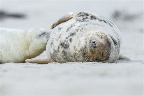 Fur Seal Diet Images Free Download On Freepik