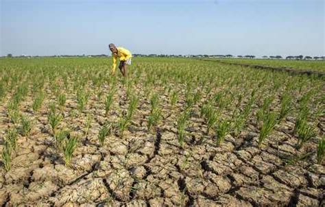 Dampak El Nino Daerah Ini Terancam Kekeringan Menurut Prediksi Bmkg