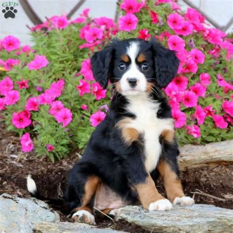 Suzy - Miniature Bernese Mountain Dog Puppy For Sale in Pennsylvania