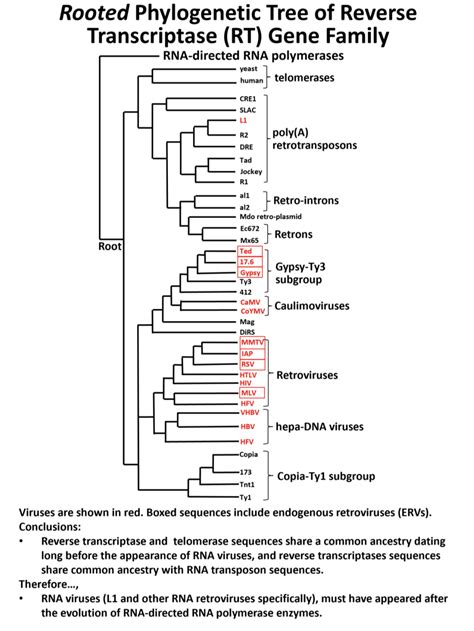 14.9: On the Evolution of Transposons, Genes and Genomes - Biology ...